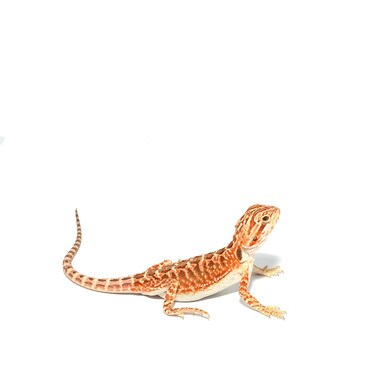 Red Leatherback Bearded Dragon